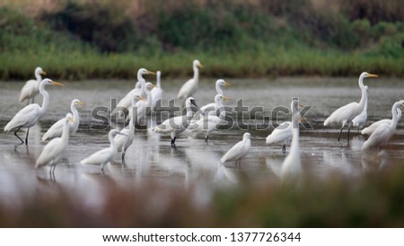 Adult Black-faced spoonbill, low angle view, side shot, foraging with other shorebirds on mudflats in salt field near the shark tree at Ban Laem, Pak Thale, lower central of Thailand.