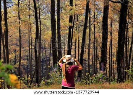 
Picture of happiness, freedom, relaxation Among the pine forests and beautiful nature,woman relaxation on holiday,Nepal forest pine trees,
