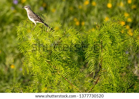 mockingbird in a mesquite tree