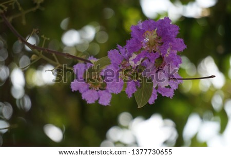  Tabak scientific name Lagerstroemia calyculata Kurz is blooming in February. This photo was taken at a park in Bangkok                               