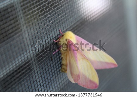 Pink bug on screen window
