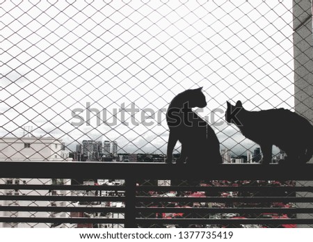 Safe cats (silhouette) in the balcony window of an apartment with protection grid