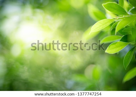 Nature of green leaf in garden at summer. Natural green leaves plants using as spring background cover page environment ecology or greenery wallpaper Royalty-Free Stock Photo #1377747254