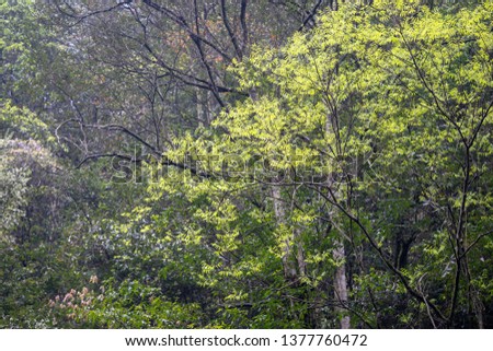 Spring, beautiful new leaves of trees (Toxicodendron vernicifluum)
