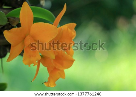 Cattleya. Queen of flowers at subtle and beautiful.