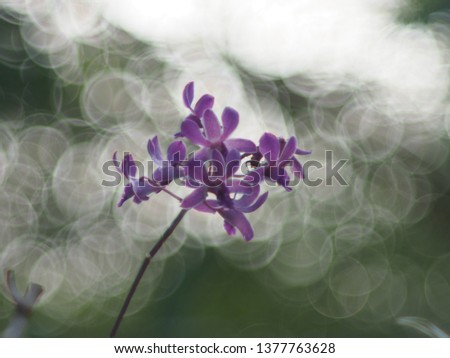 Blooming purple orchid in front of Bokeh