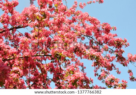 Pink cherry flowers on blue sky background