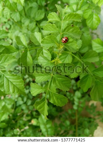 Ladybug on the tree at garden in the morning. (blurred picture)