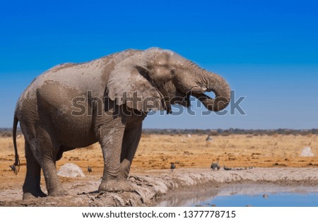 African Elephant Drinking at a Waterhole