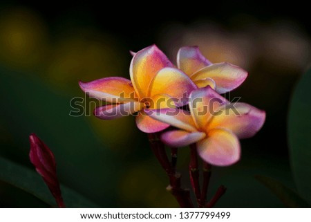 Closeup plumeria flower. / Bouquet frangipani Beautiful isolated on natural background. / Yellow and Red white flowers of Plumeria with green blurred background.
