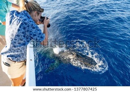 A female photographer taking pictures of a humpback whale surfacing directly underneath her on a whale watching tour in Lahaina, Maui, Hawaii