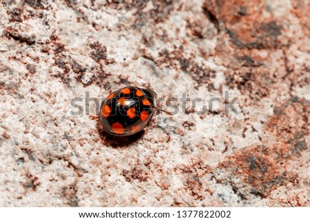 Ladybug crawling on the stone texture.