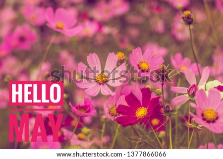 Banner Hello May. Greeting the new month. Picture with flowers. Text on a background of flowers.