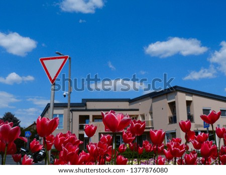 pedestrian friendly outdoor shopping plaza or street. streetscape detail with red tulips in the foreground and blue sky with white clouds above. street corner with retail building and traffic signs.