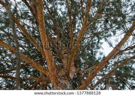 The trunk of pine tree in the forest looking up to the crown and sky