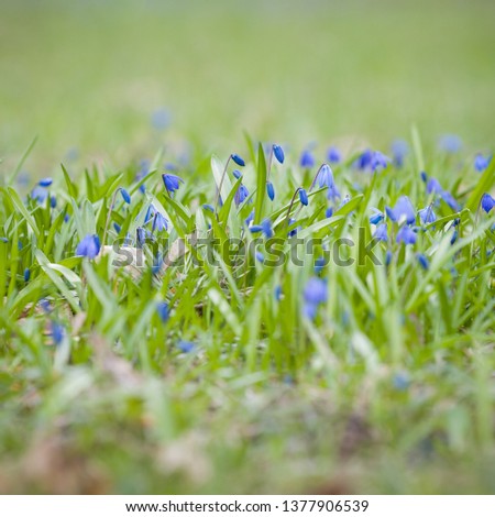 Closeup of beautiful snowdrop growing in a meadow. Primroses in a forest glade. The beginning of spring. Selective focus
