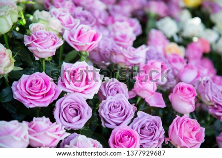 Pink and purple roses background