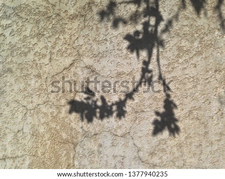 Shadows of flowering branches on the concrete wall, background texture