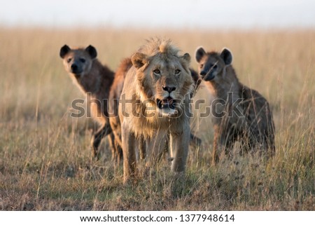 Male Lion and Hyenas