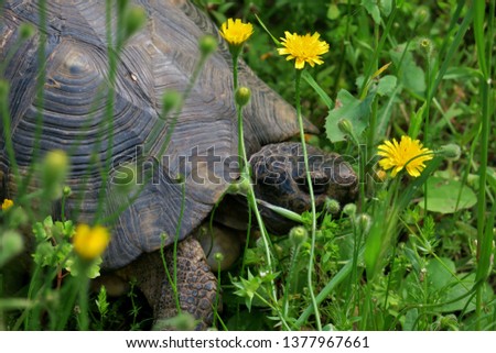 big old turtle walks in the park in the green grass closeup
