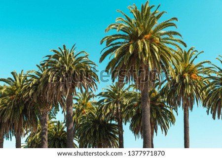 Palm Trees and Sky, Summer Background