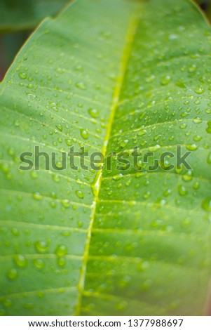 Beautiful Green Leaf with Water After the Rain. Great picyure for Wallpaper.