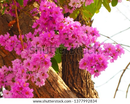 Lagerstroemia speciosa or Queen's flower tree in outdoor nature,selection focus only  some point on image