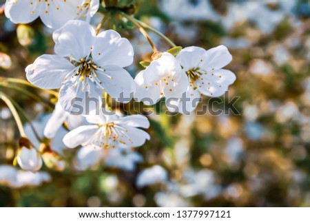 Flowering apple tree branch. Bright colorful spring flowers are the white flowers of an apple tree in springtime. Flowering tree with
beautiful flowers. Selective focus
on a flower blurred background.
