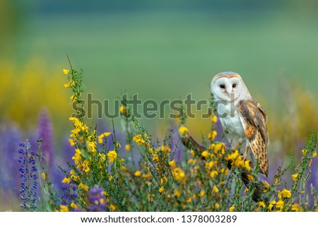 beautiful barn owl perched on a stump in meadow with many colorful flowers