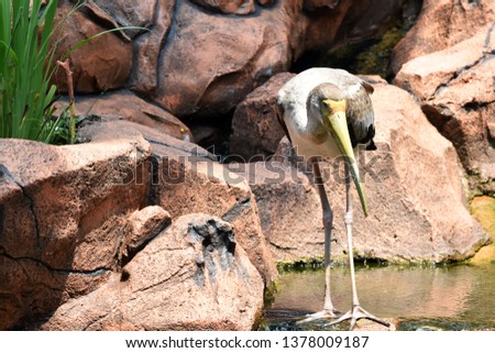 Yellow billed stork hunting in a river