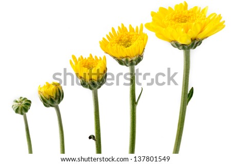 Growing yellow flowers Royalty-Free Stock Photo #137801549