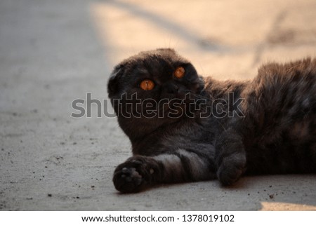 Black Scottish Fold cat. Orange eyes