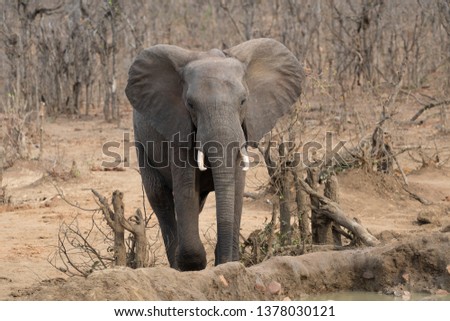Elephant roams barren bushland on its way to the waterhole in the Kruger National Park in South Africa (Elefant durchstreift karges Buschland auf dem Weg zum Wasserloch im Krüger Nationalpark)