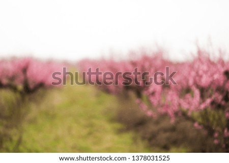 blurred  peach bloom garden background - Image