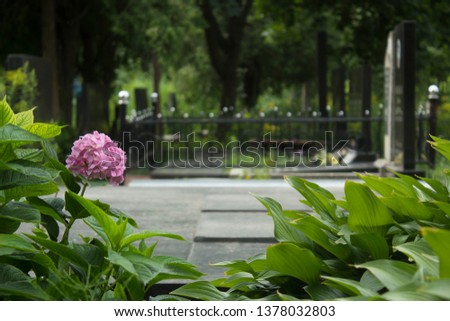 Hydrangea bush on old cemetery near grave yard in spring. Remembrance concept picture