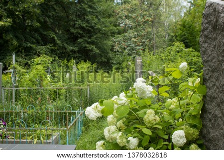 Hydrangea bush on old cemetery near grave yard in spring. Remembrance concept picture
