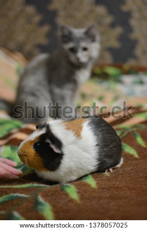 Guinea pig with white, red and black hair on a colorful carpet with the cat behind on a background lookig at the pig