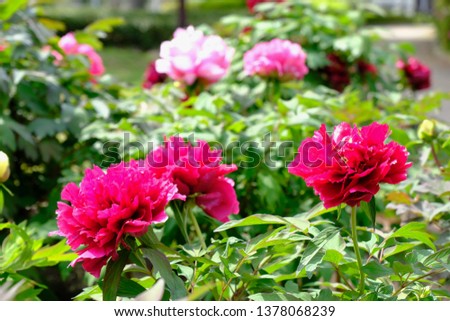 colorful peony flower 