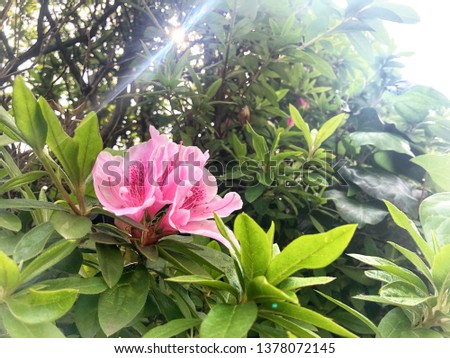 Colorful pink azalea and neutral green leafs against sunlight using as wallpaper