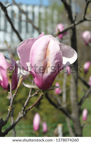 Pink magnolia flower in bloom photo