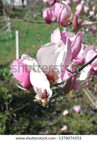 Pink magnolia flower in bloom photo