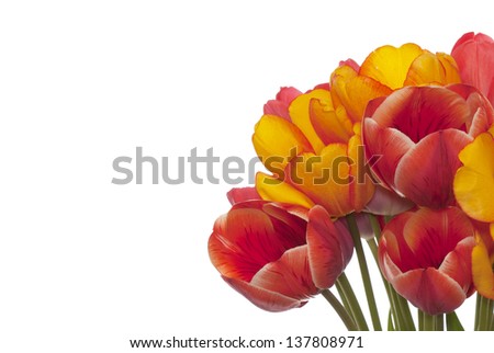 Spring  beautiful tulip flower.Flower holiday card