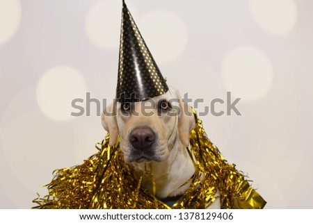 DOG NEW YEAR OR BIRTHDAY PARTY HAT. FUNNY LABRADOR LYING DOWN AGAINST GOLDEN SERPENTINES STREAMERS. ISOLATED STUDIO SHOT ON GRAY BACKGROUND WITH DEFOCUSED LIGHTS.
