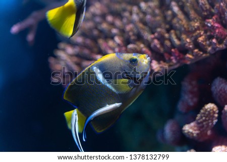 Passer Angelfish
(Holacanthus passer) or King Angelfish was cleaned by cleaner wrasse