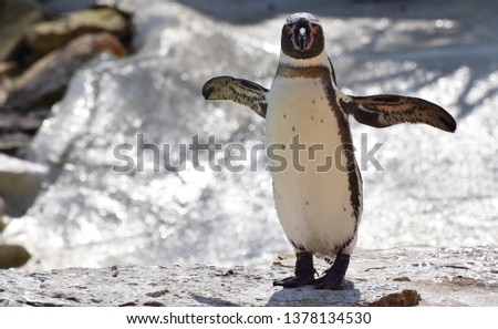 A Humboldt Penguin / South American Penguin standing on rocks looking at the camera