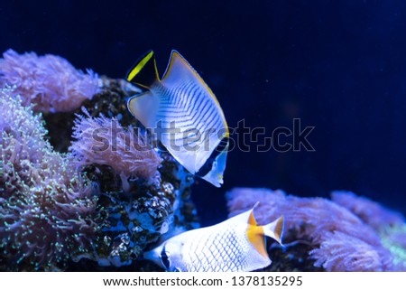 Chevron butterflyfish (Chaetodon trifascialis) swimming in reef tank