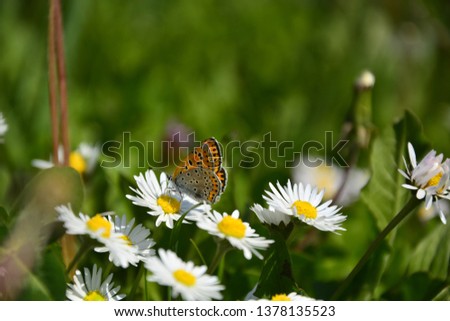 butterfly and flower 