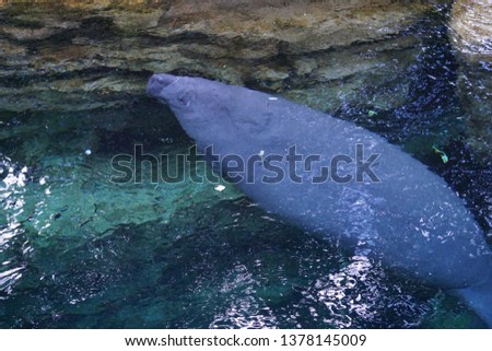 A manatee swimming to the surface to eat some lettuce.