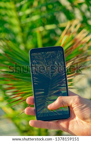 Man hands hold smartphone close to palm tree leafs taking a picture. Focus on smartphone screen, blurred background. Instagram photographer concept