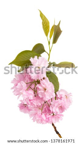 branch with sakura flowers isolated on white background